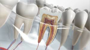 Dental assistant, terminología  frecuente, que debe conocer.